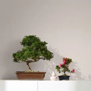 33328 - Botanica